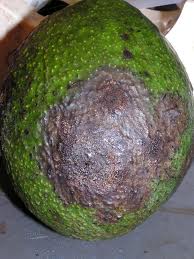 Avocado anthracnose, photo: Dr. Scot Nelson